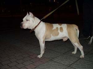 Akassy White Bull Oj Odyssey