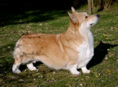 Corgilandia Quest For Love