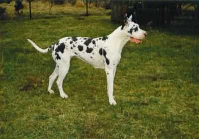 CLIVIA VOM KüHLEN GRUNDE