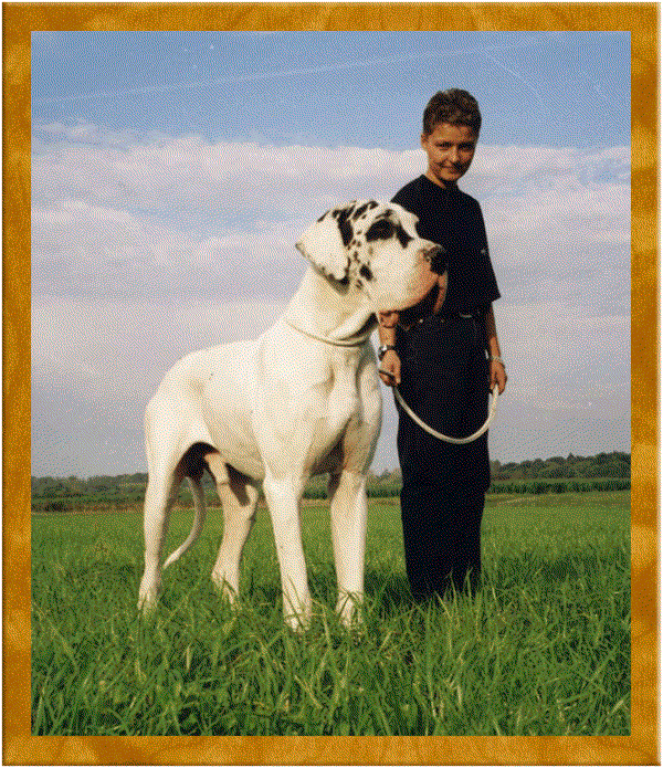 ANTON VAN HET GROOT BANES