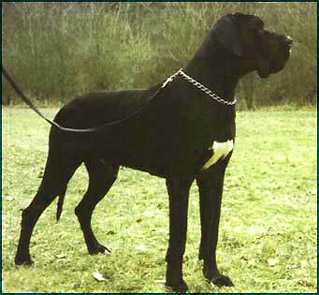 CH Palermo Von Der Nürburg