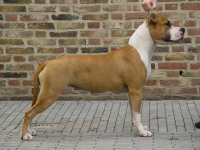 YCH Parastone's Miss Poco Dot Com