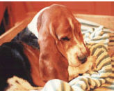 Deutzia du moulin de Poelay