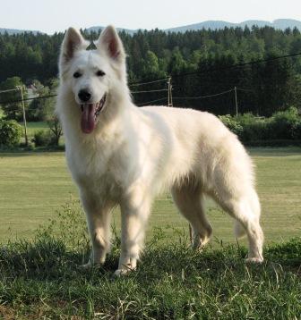 CH. Ferrari Von White Rose