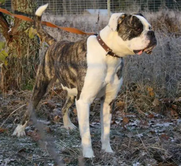 Big Sky's Mannerheim aka Masi