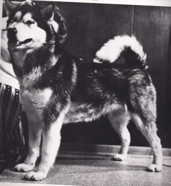 CH Sno Paw's Coco of Arcticpride