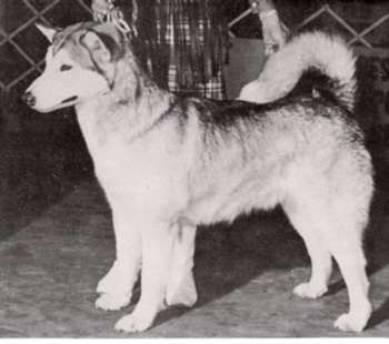 CH Glaciers Laurel of Big Paw