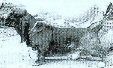 Wykretas Z Gangu Dlugich