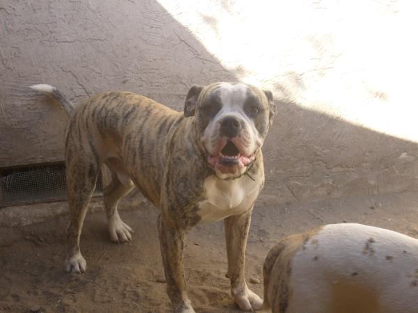 A&K's Rocky of Winn