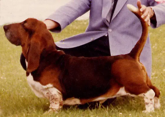 CH bow-ridge's peter frampton