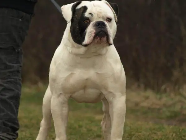 South Star Kennel's Low Rider