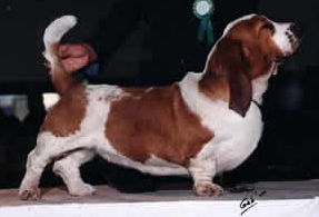 NIkita des ombrieres d'asques