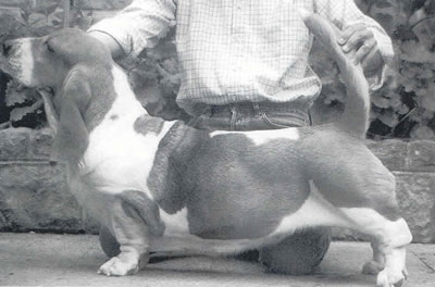 CH.PORT Dasy Crasy Dos Sete Moinhos