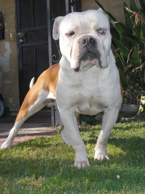 TBB Diablo of King Monstor Kong