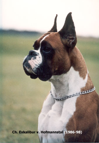 Exkalibur vom Hofmannstal