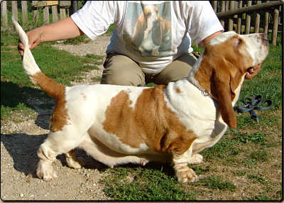 R.CACIB CAC CR Up and go van hollandheim