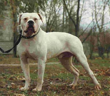 Bone Crusher Cardoza