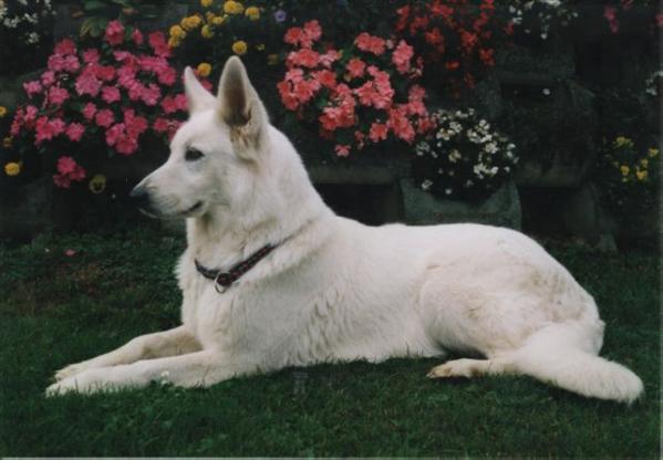 Bianca vom Salzachtal