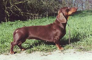 Gescha vom Meisterwurz