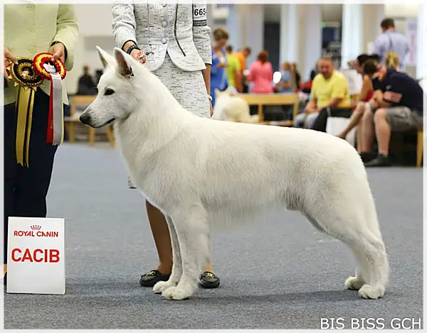 BIS BISS GCH WW14 Waroggi Maitreya