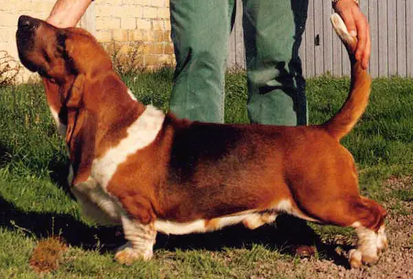 Wild At Heart Della Luna Caprese