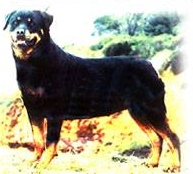 Anne Von Der Silberhutte