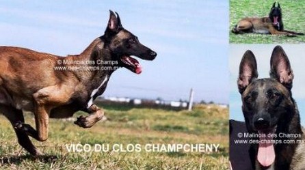 Vico du Clos de Champcheny