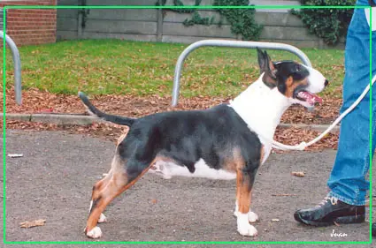 Bilston Blackjack of Emred