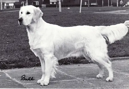 Styal Snow Flake of Remington