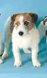 Janlynpark Just Perfect