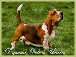Dyzma orlen unita