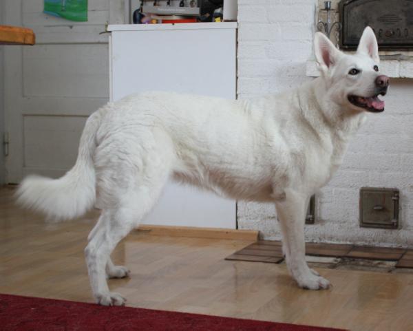 FI CH White Wolf Blanca