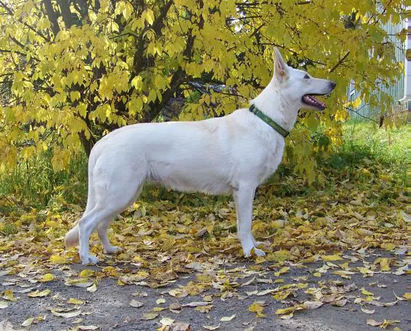 FI CH Joulumaan Valkee Seita