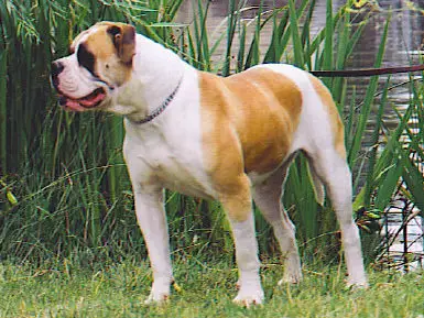 UKC CH Jemm's Pixie Dust 2