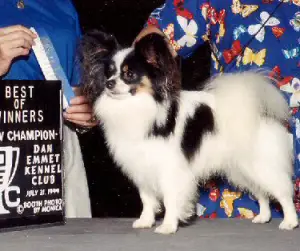 AM. CH. Ken Mar Numero Uno