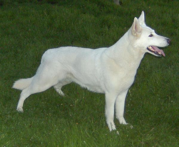CAC - CACIB Ghita Angelspirit  from the Smooth White
