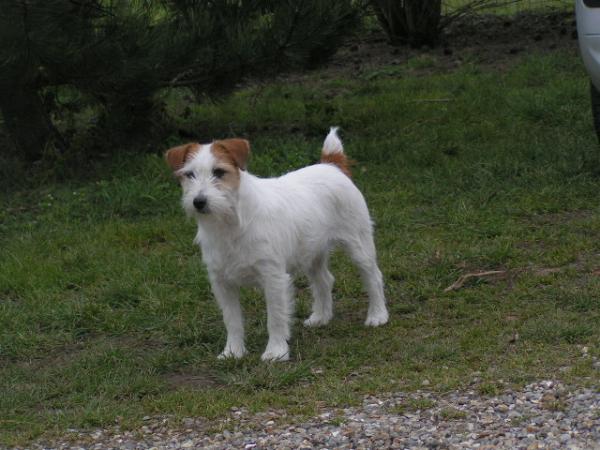 Kingpark Rossetta Tifany