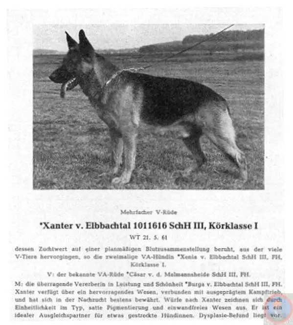 Xanter vom Elbbachtal