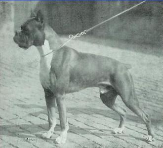 Karlo von der Wolfsschlucht