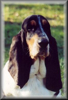 Agatha Bohemia Gorgony