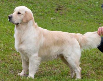 CH RUS, BUL Sansibiliti Strim Gold