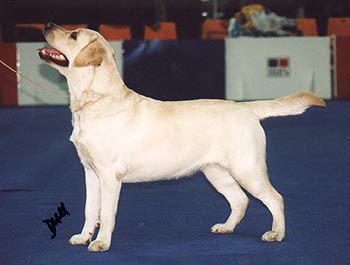 RUS CH Stenveyz Oo-La-La