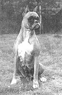 DUTCH CH Favoriet van Haus Germania