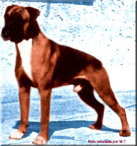 UK CH Holger von Haus Germania