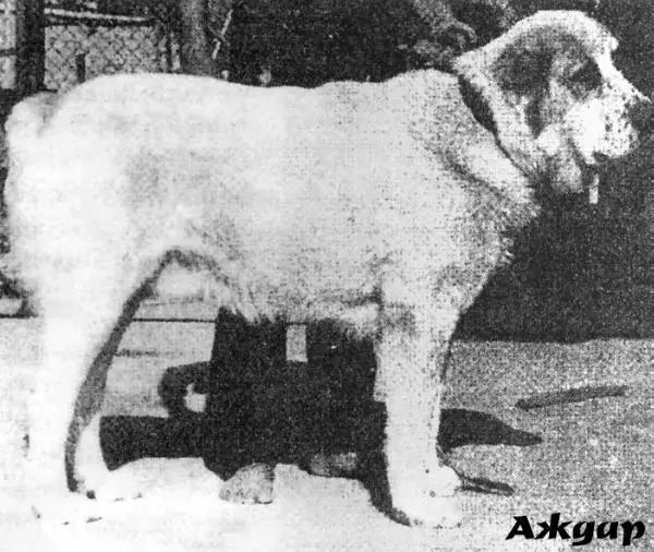 Azhdar