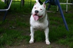 Razors Edge Infamous Lil Girl