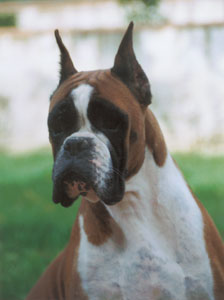 Happygirl Della Centonara