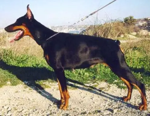 Ak-Yar Shagrelli