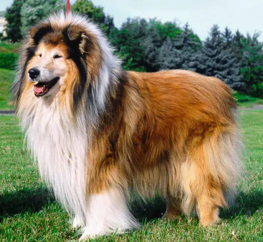 Dolen Double Brandy at Brilyn