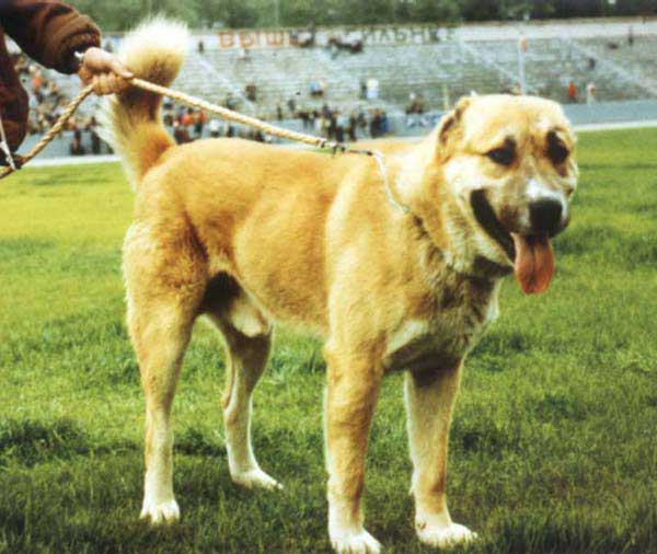 Ryzhyi